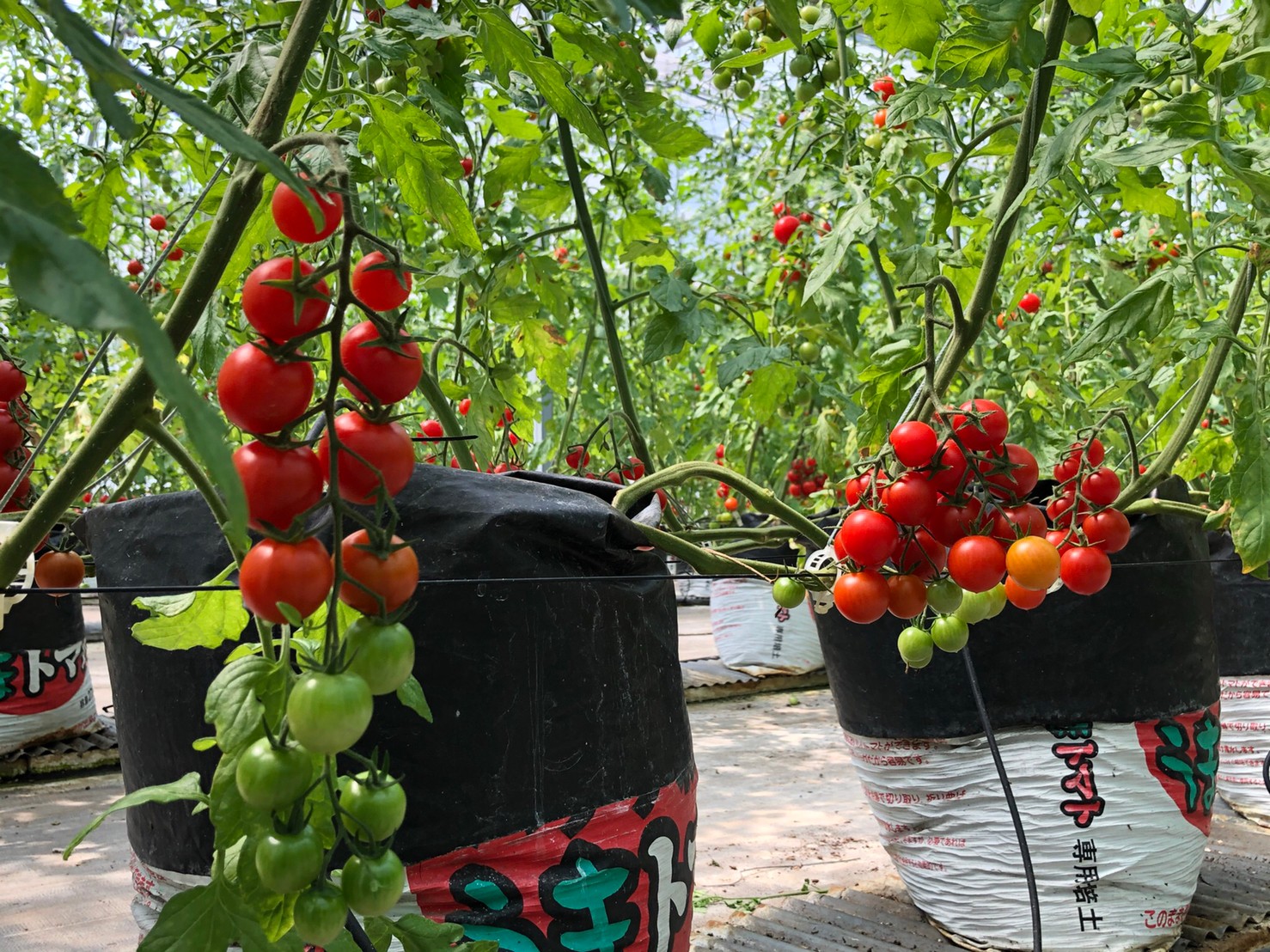 Tomatoさま専用 tomato様専用